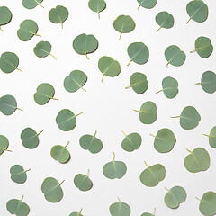 Image showing Decorative frame from leaves of Eucalyptus plant on a white background.