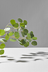 Image showing Fresh plant composition from Eucalyptus branch with soft shadows.