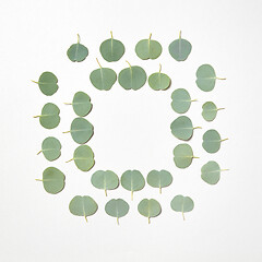 Image showing Square frame from leaves of Eucalyptus plant on a white background.