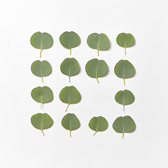 Image showing Creative frame from Eucalyptus leaves on a white background.