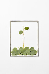 Image showing Congratulation frame with plant composition from Eucalyptus leaves.