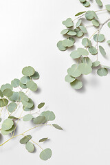 Image showing Corner composition from two twigs of natural Eucalyptus on a white background.