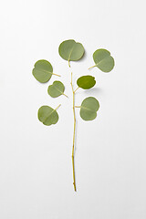 Image showing Evergreen fresh branch of natural Eucalyptus plant with shadows.