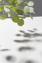 Image showing Evergreen twig of natural Eucalyptus plant with shadows above light grey surface.