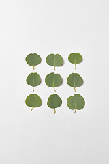Image showing Square pattern from leaves of Eucalyptus plant on a white background.