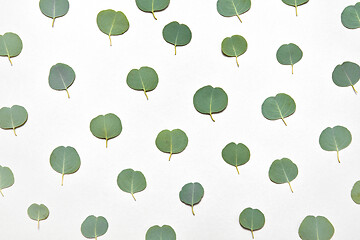 Image showing Creative natural pattern from small leaves of Eucalyptus on a white background.