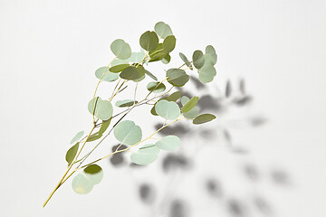 Image showing Falling natural branch of evergreen Eucalyptus plant with shadows above white surface.