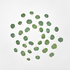 Image showing Round pattern from natural leaves of Eucalyptus plant on a white background.