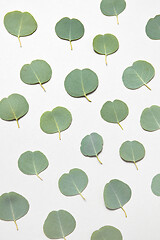 Image showing Plant pettern from natural evergreen leaves of Eucalyptus on a white background.