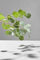 Image showing Natural evergreen Eucalyptus plant branch with shadows above grey surface.