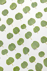 Image showing Vertical pattern from small leaves of Eucalyptus on a light grey background.