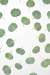 Image showing Creative frame from natural leaves of Eucalyptus plant on a white background.