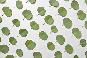 Image showing Natural pattern from small leaves of Eucalyptus on a light grey background.