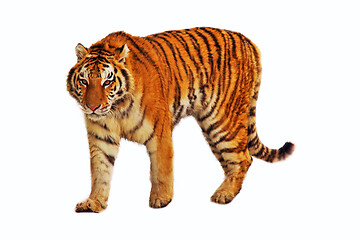 Image showing Isolated walking tiger
