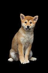 Image showing Beautiful shiba inu puppy 