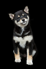 Image showing Beautiful shiba inu puppy 