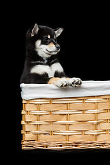 Image showing Beautiful shiba inu puppy in basket