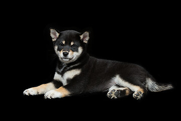 Image showing Beautiful shiba inu puppy 