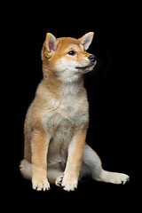 Image showing Beautiful shiba inu puppy 