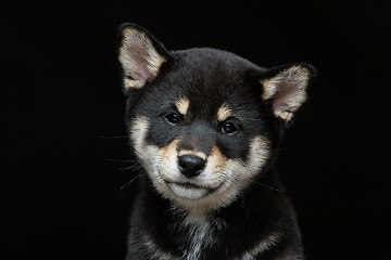 Image showing Beautiful shiba inu puppy 