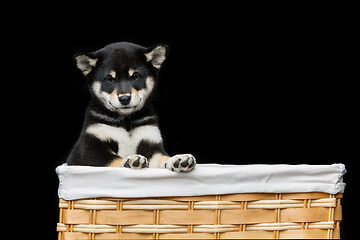 Image showing Beautiful shiba inu puppy in basket