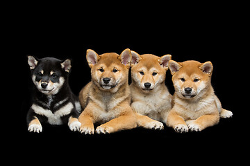 Image showing Beautiful shiba inu puppies