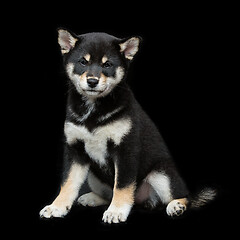 Image showing Beautiful shiba inu puppy 