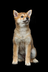 Image showing Beautiful shiba inu puppy 