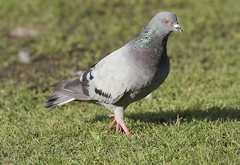 Image showing Pigeon 