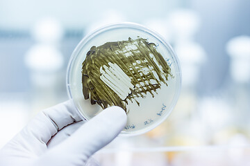 Image showing Scientist growing bacteria in petri dishes on agar gel as a part of scientific experiment.