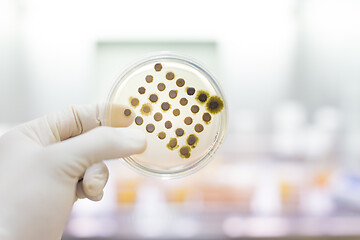 Image showing Scientist growing bacteria in petri dishes on agar gel as a part of scientific experiment.