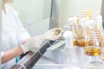 Image showing Female scientist working with bacteria in laminar flow at corona virus vaccine development laboratory research facility.