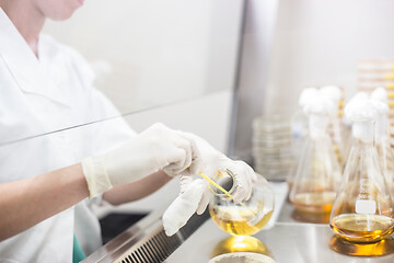 Image showing Female scientist working with bacteria in laminar flow at corona virus vaccine development laboratory research facility.