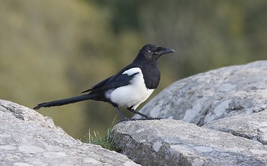 Image showing Magpie