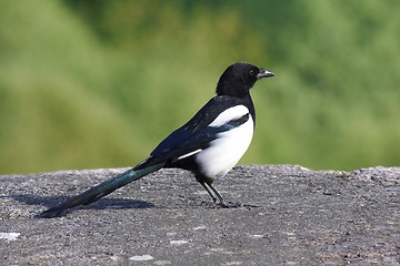Image showing Magpie