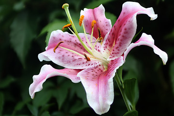 Image showing Lily