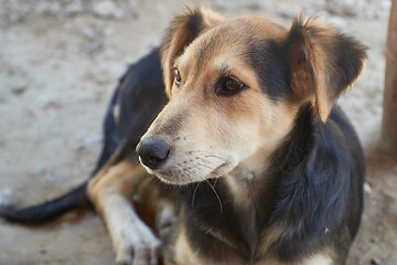 Image showing Dog sitting in the dust