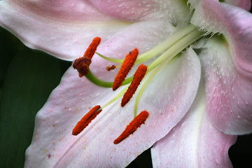 Image showing Lily