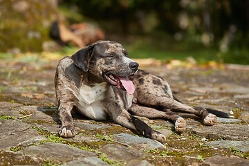 Image showing Dog panting heavily in heat