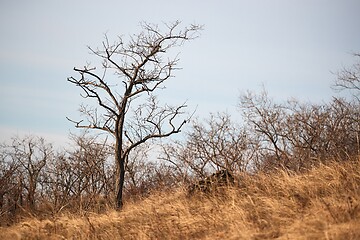 Image showing Leafless bare tree on a hill in autumn