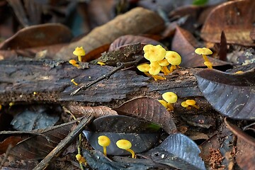 Image showing Mushroom growing in the forest