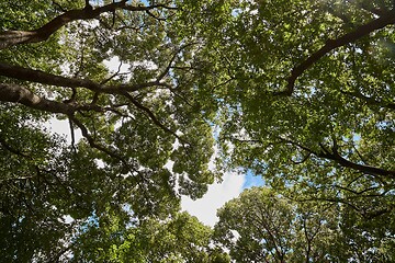 Image showing Forest looking up