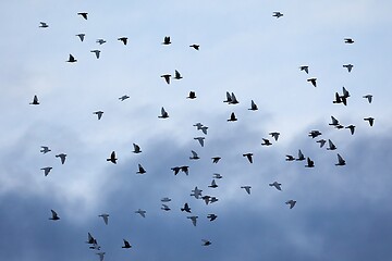 Image showing Birds flying in cloudy sky