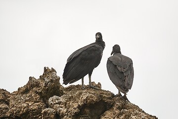 Image showing Black vultures on a cliff