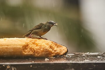 Image showing Small tropical bird in a rainforest, red-legged honeycreeper