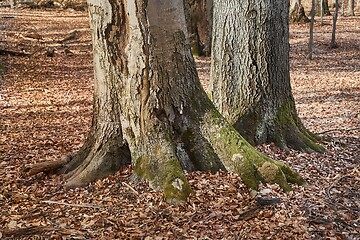 Image showing Tree Trunk in autumn