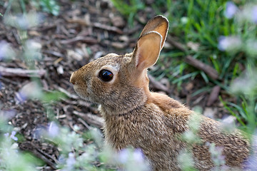 Image showing Wild Hare