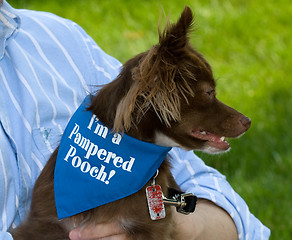 Image showing Pampered Pooch