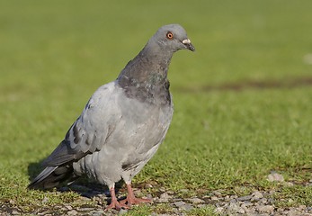 Image showing Dove