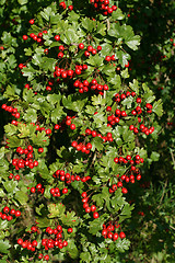 Image showing Hawthorne fruits